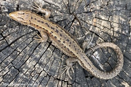 Ящерица обыкновенная прыткая