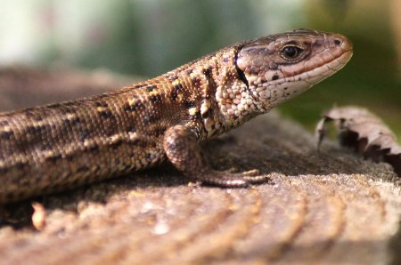 Живородящая ящерица (lacerta vivipara)