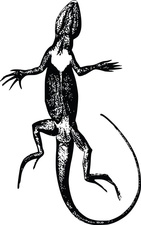 Ящерица рисунки