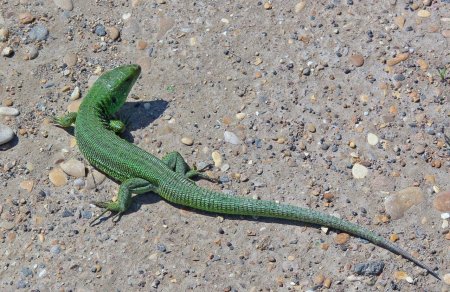 Прыткая ящерица меланист