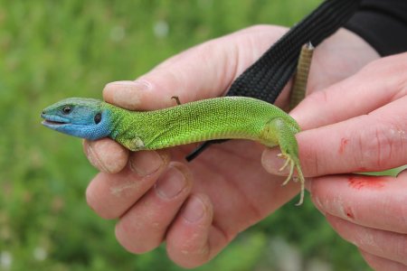 Зелёная ящерица (lacerta viridis)