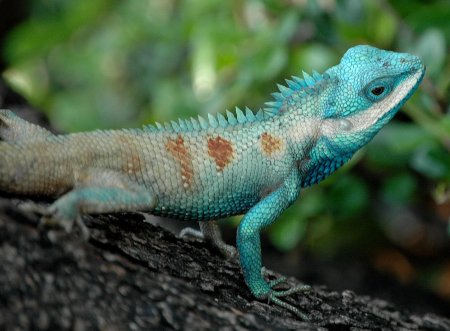 Blue crested lizard