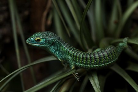 Аброния лизард