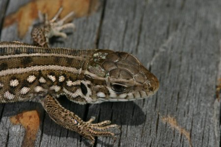 Живородящая ящерица