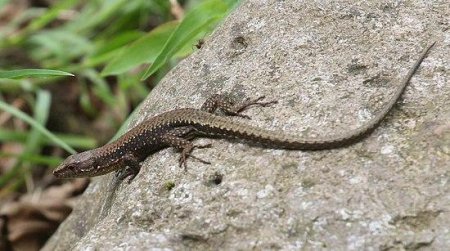 Ящерица обыкновенная