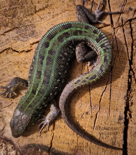 Ящерица прыткая