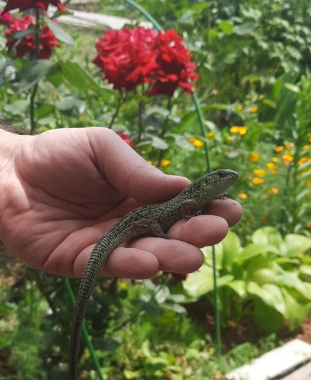 Ящерицы подмосковья