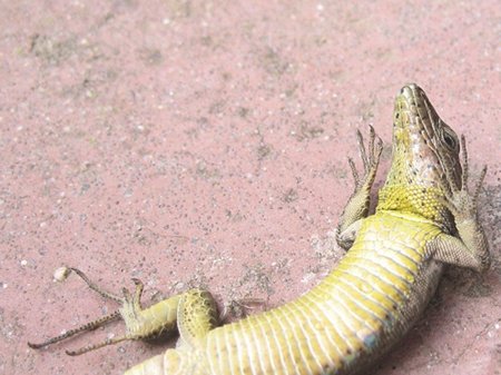 Живородящая ящерица брюхо