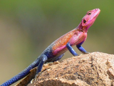 Агама мванза