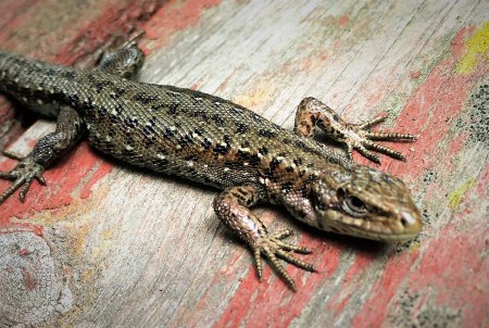 Живородящая ящерица (zootoca vivipara)