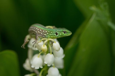 Зеленая прыткая ящерица