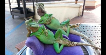 Ящерица хамелеон