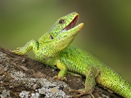 Пресмыкающиеся прыткая ящерица