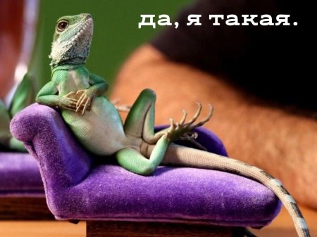 Ящерица хамелеон