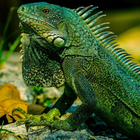 Масковая игуана