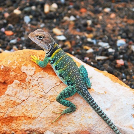 Ошейниковая игуана