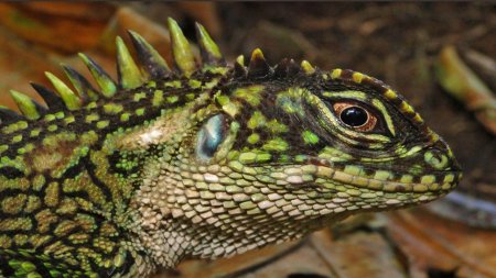 Гаттерия ящерица