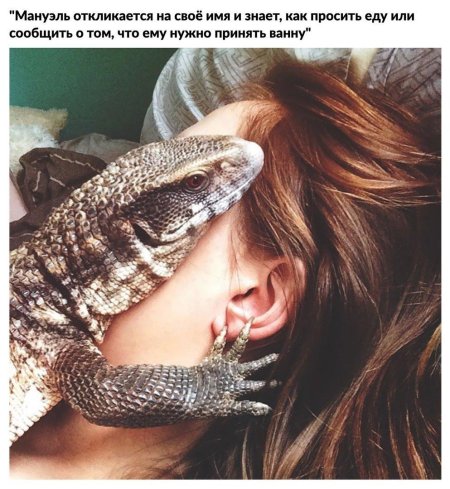 Капский варан