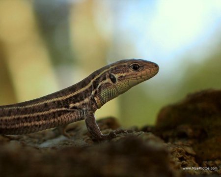 Полосатая ящерица lacerta strigata