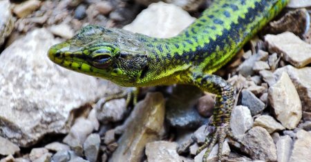 Прыткая ящерица