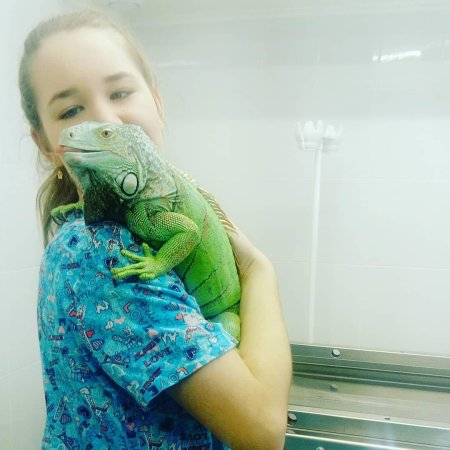 Игуана ящерица