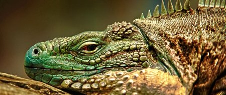 Пресмыкающиеся холоднокровные