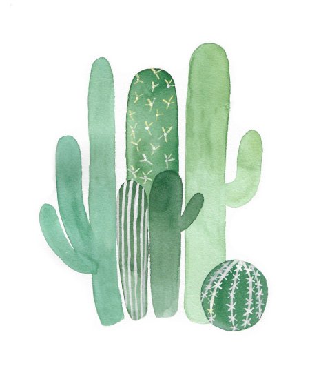 Кактус сканди