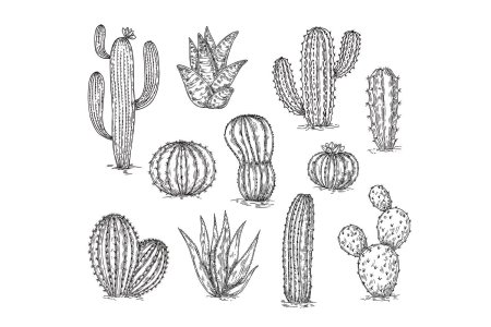 Кактус скетч