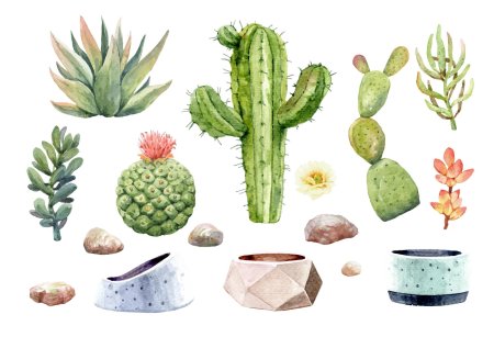 Cacti and succulents