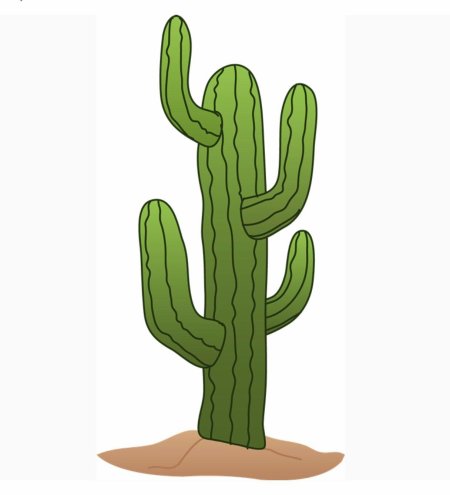 Кактус на прозрачном фоне