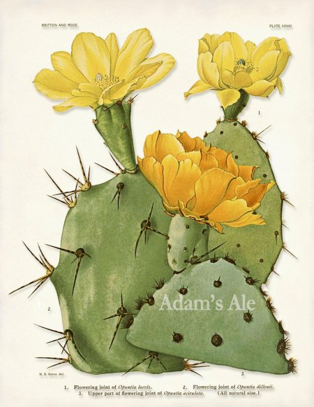 Опунция ацикулата - opuntia aciculata