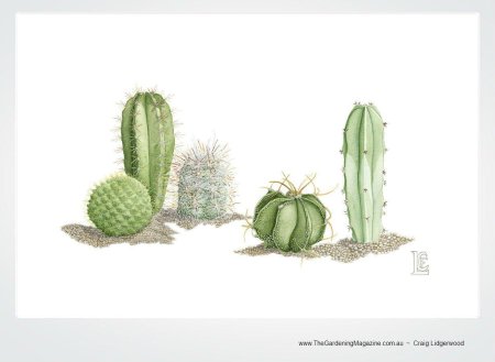 Эхинопсис ботаническая иллюстрация