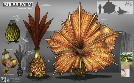 Равенала мадагаскарская