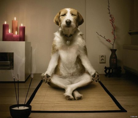 Йога с щенками