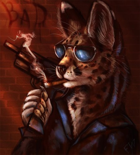 Каджиты раса