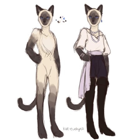 Коты воители сиамская кошка