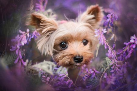 Йоркширский терьер (yorkshire terrier)