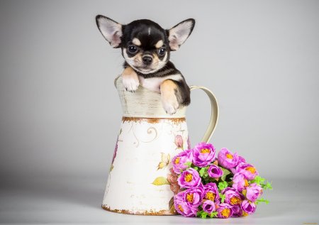 Собака чихуахуа