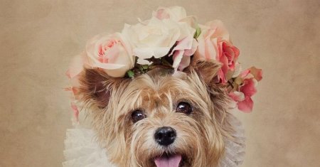 Собака с венком
