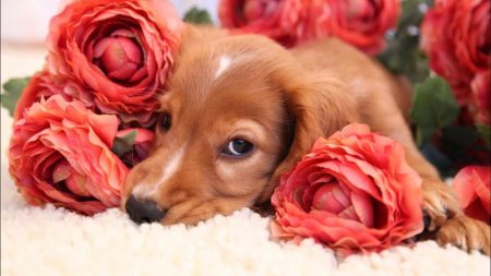 Животные и цветы