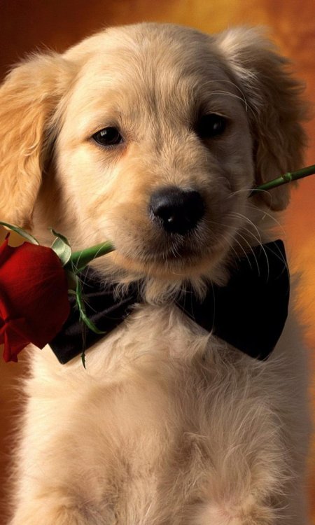 Голден ретривер