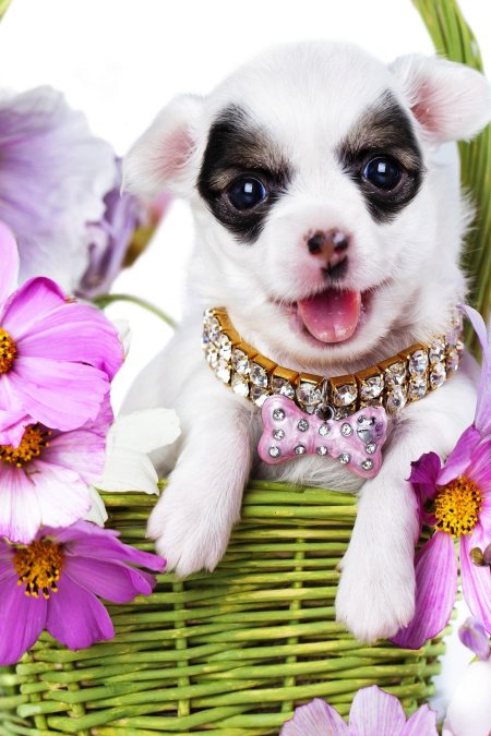 Чихуахуа пуппи