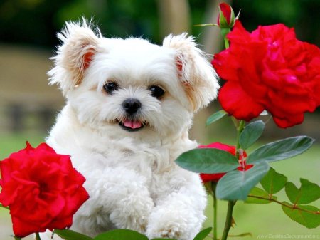 Собачка цветок