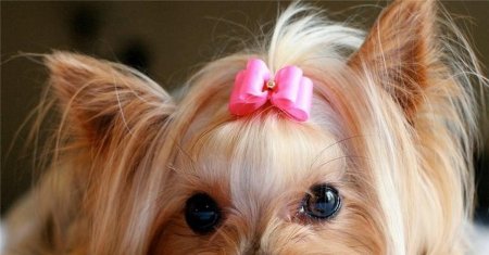 Собака йоркширский терьер