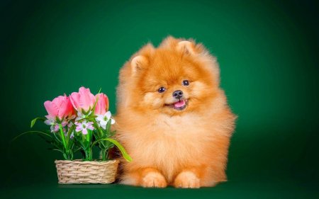 Шпиц померанский