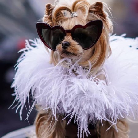 Гламурная собака