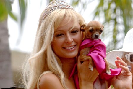 Пэрис хилтон с собачкой