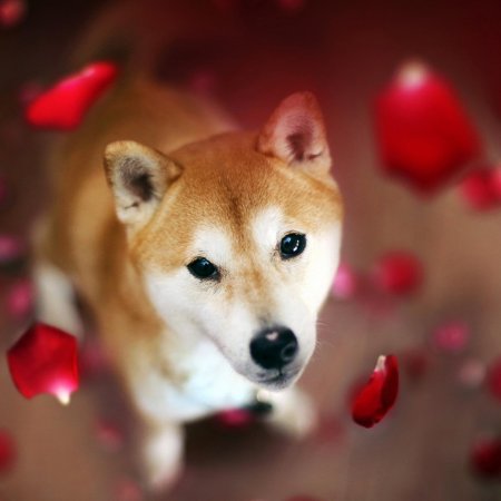 Шиба ину