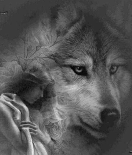 Изображение волка