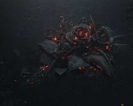 Роза блэк файер